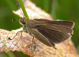 Swarthy Skipper